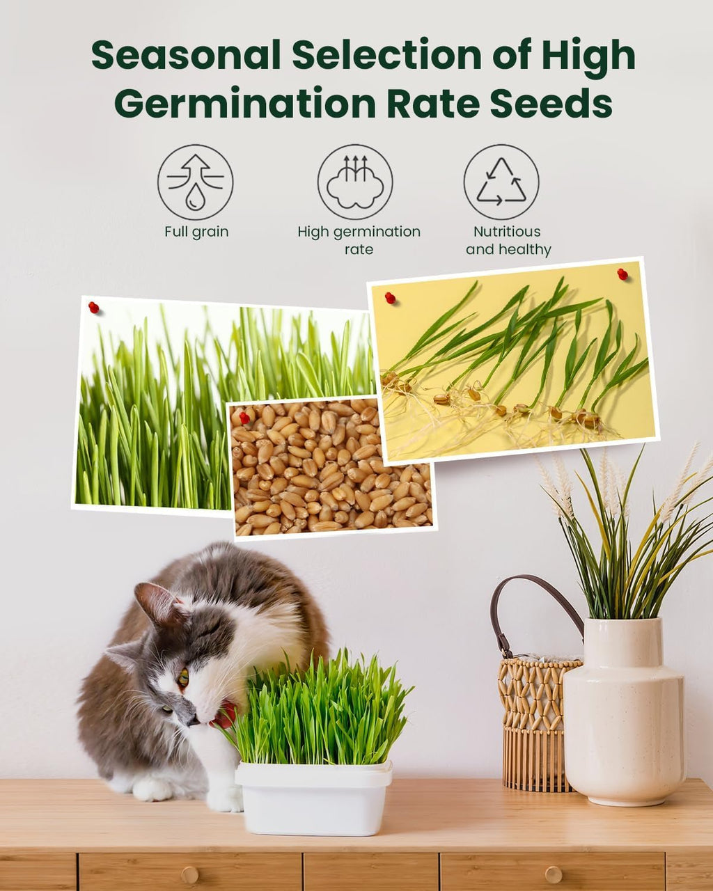 Cat Grass Growing Kit with Wheat Seeds, BPA-Free Planter & Soil, 3 Pack Y567
