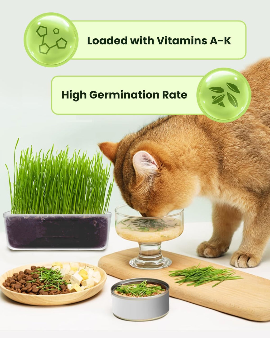 Cat Grass Growing Kit with Wheat Seeds, BPA-Free Planter & Soil, 3 Pack Y567