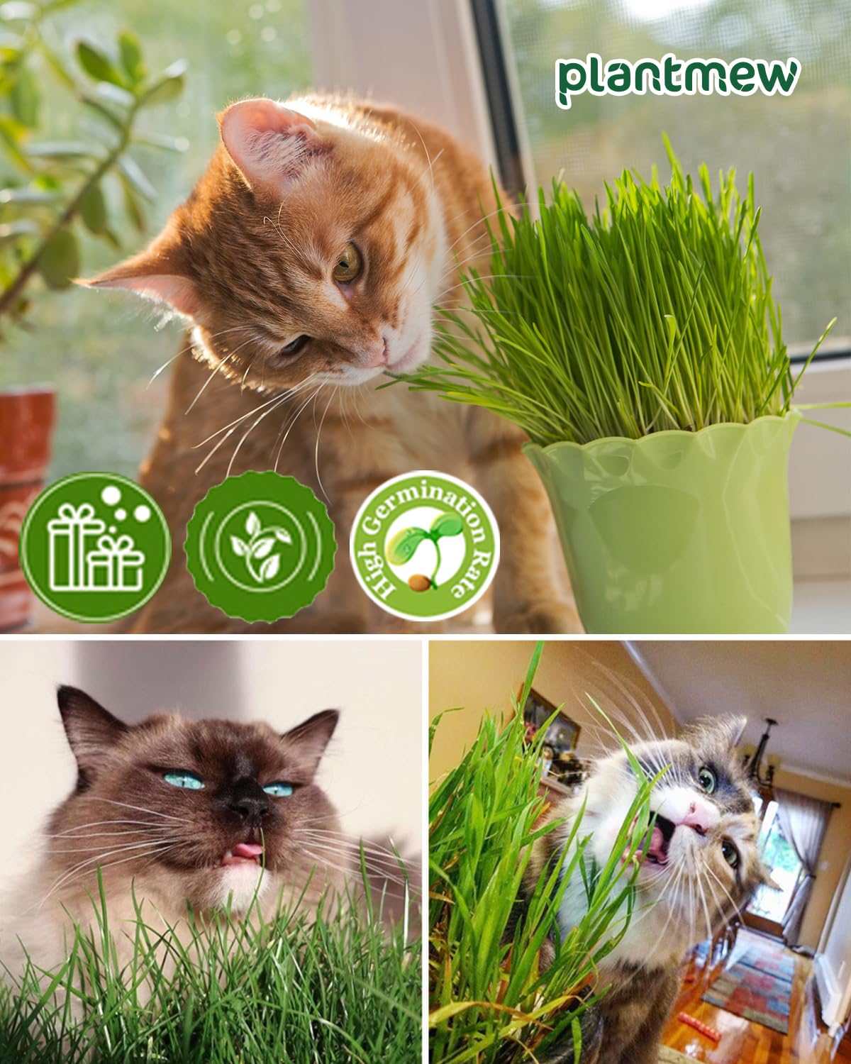 Cat Grass Growing Kit with Wheat Seeds, BPA-Free Planter & Soil, 3 Pack Y567